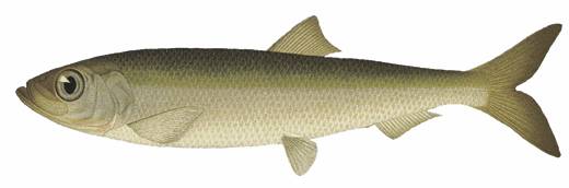 Sill/Strömming. Illustration.