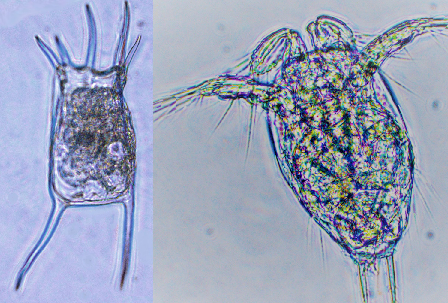 illustration djurplankton