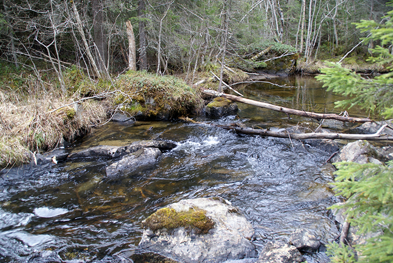 Orensade sträckor som här i Navaråns naturreservat, kan fungera som målbild för restaurering. Foto: Erik Degerman