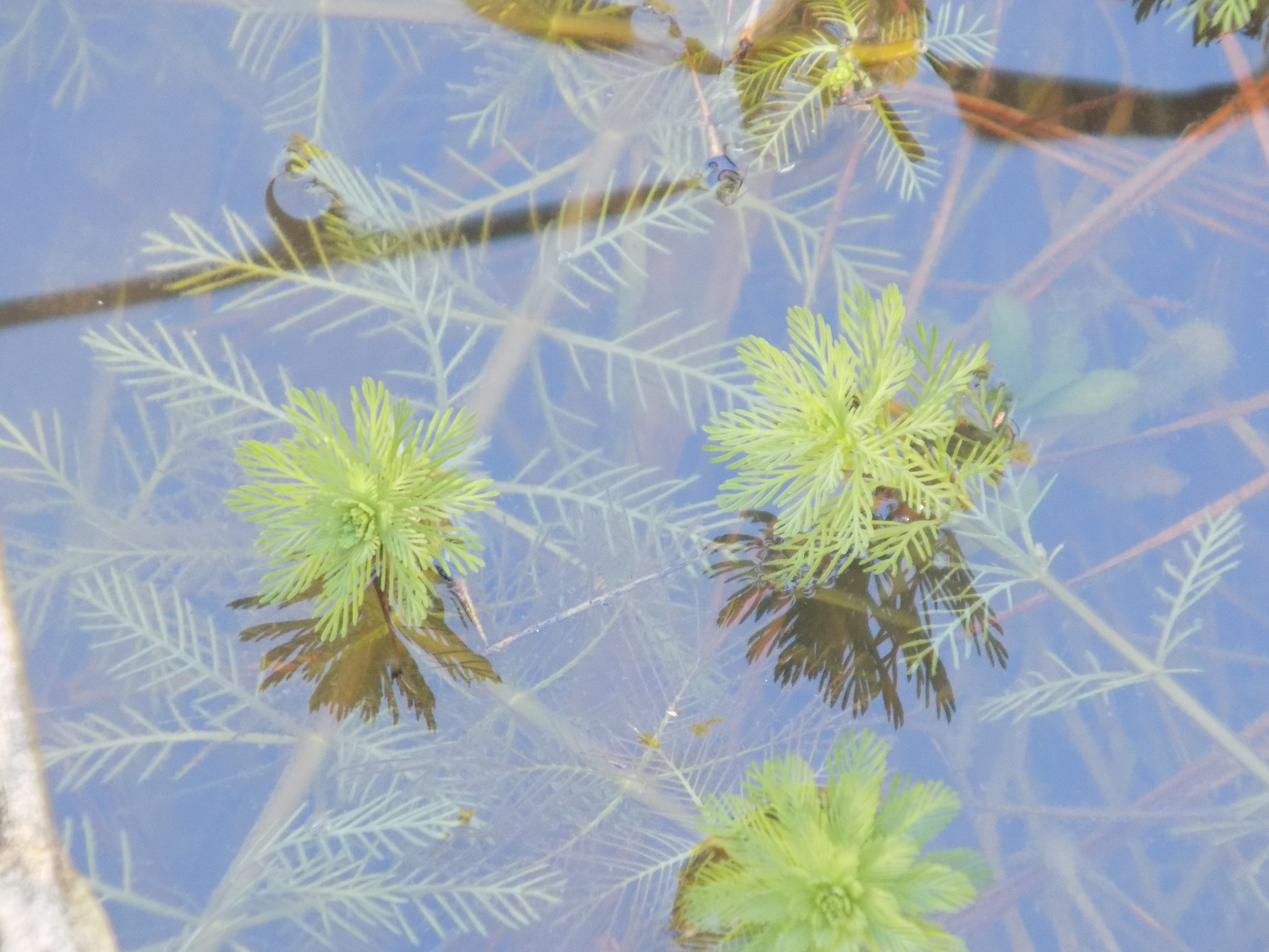 Närbild på två skott av den vattenlevande storslinga (Myriophyllum aquaticum) . Undervattensbladen är fjäderlika och ganska mjuka medan bladen över vattenytan är mindre och styvare.