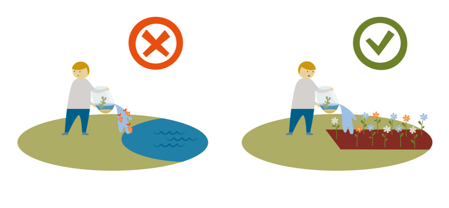 Illustration i två delar. Till vänster en person som häller ut ett akvarium i en sjö. Et stort rött kryss för att visa att det är fel. Till höger samma person som häller ut akvarievatten i blomrabatt. En stor grön bock för att visa att det är rätt.
