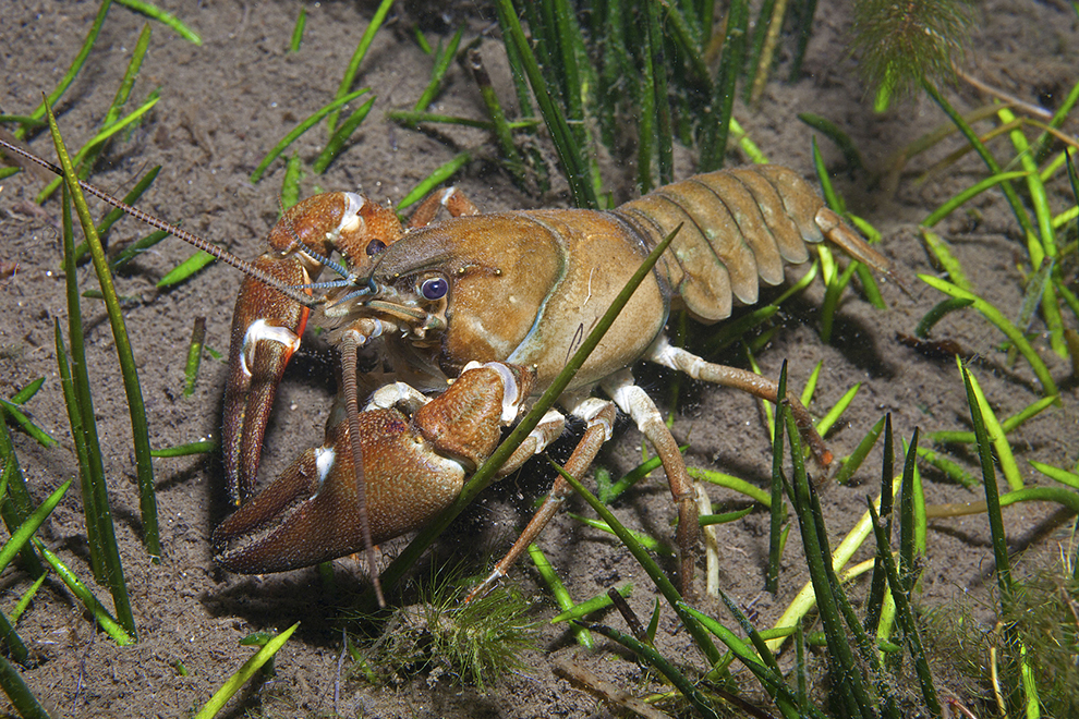 Signal crayfish on lake bottom.