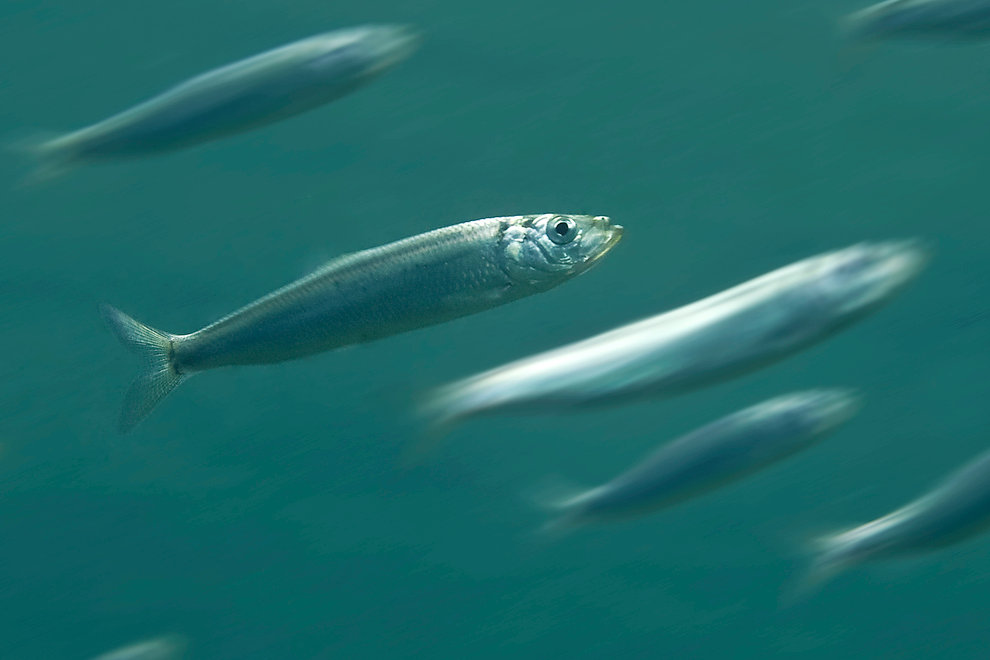 Leksillen samlas i stora stim vid kusternas grundvatten eller på bankar i havet. Foto: Tobias Dahlin