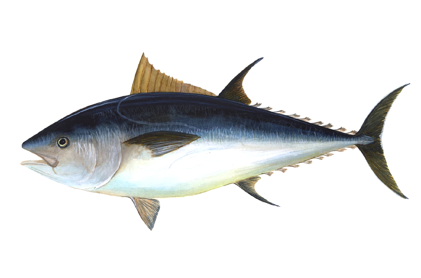 Blåfenad tonfisk. Illustration.
