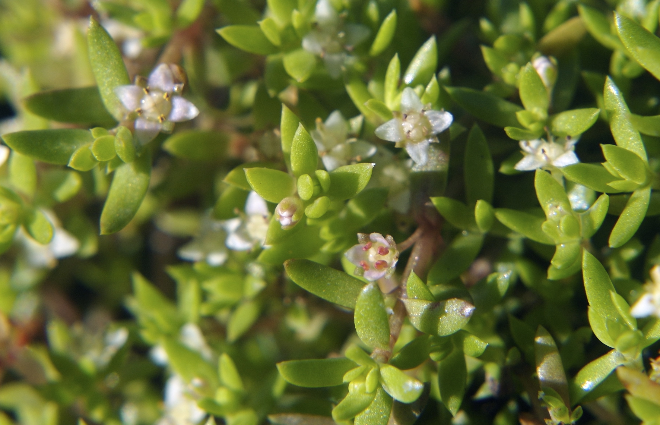 Sydfyrling/vattenkrassula.