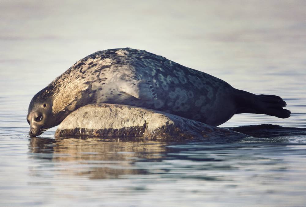 Vikare ligger på en sten i havet.