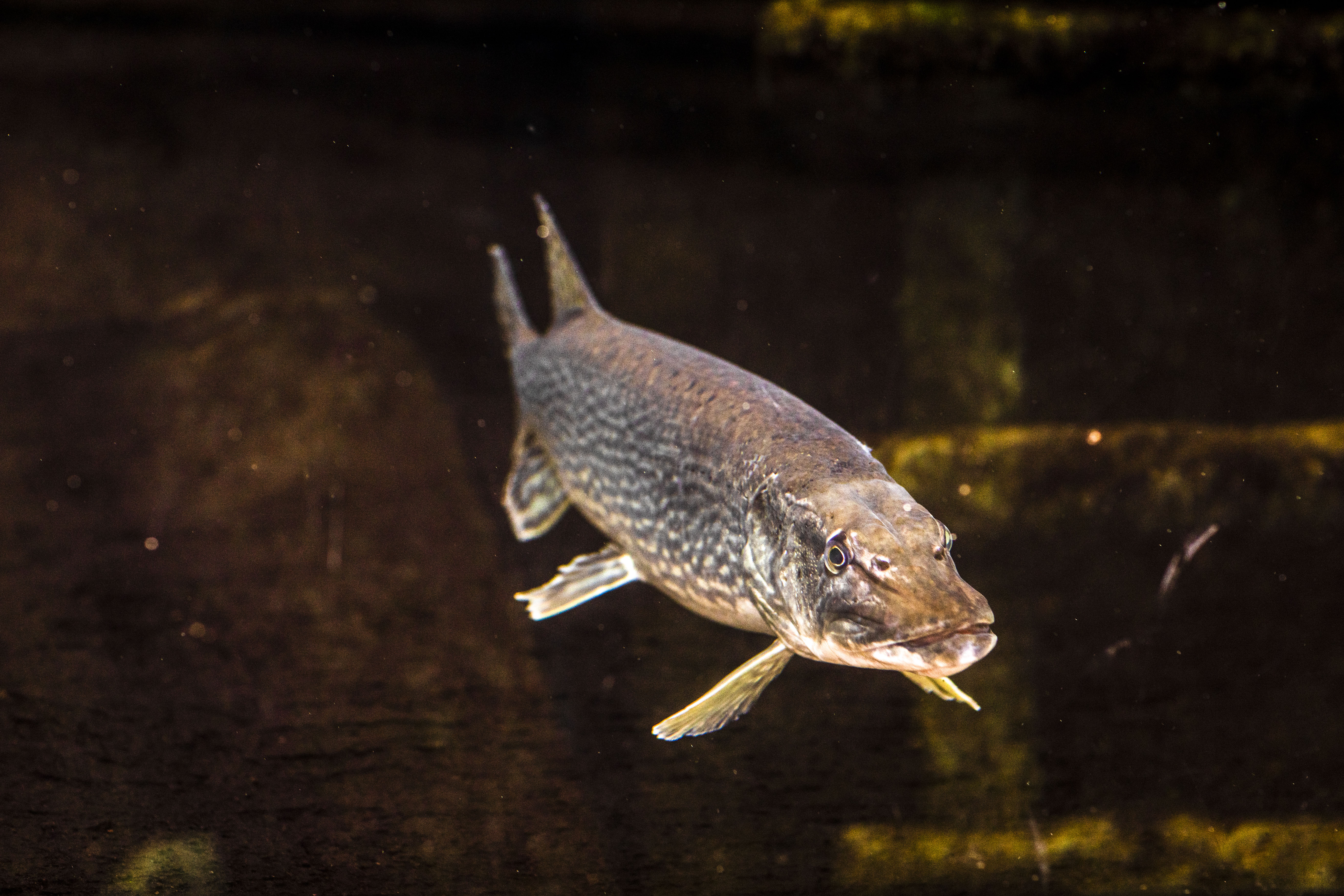 Gädda (Esox lucius) är en populär fisk att fånga på fritiden. Foto: Natalie Greppi