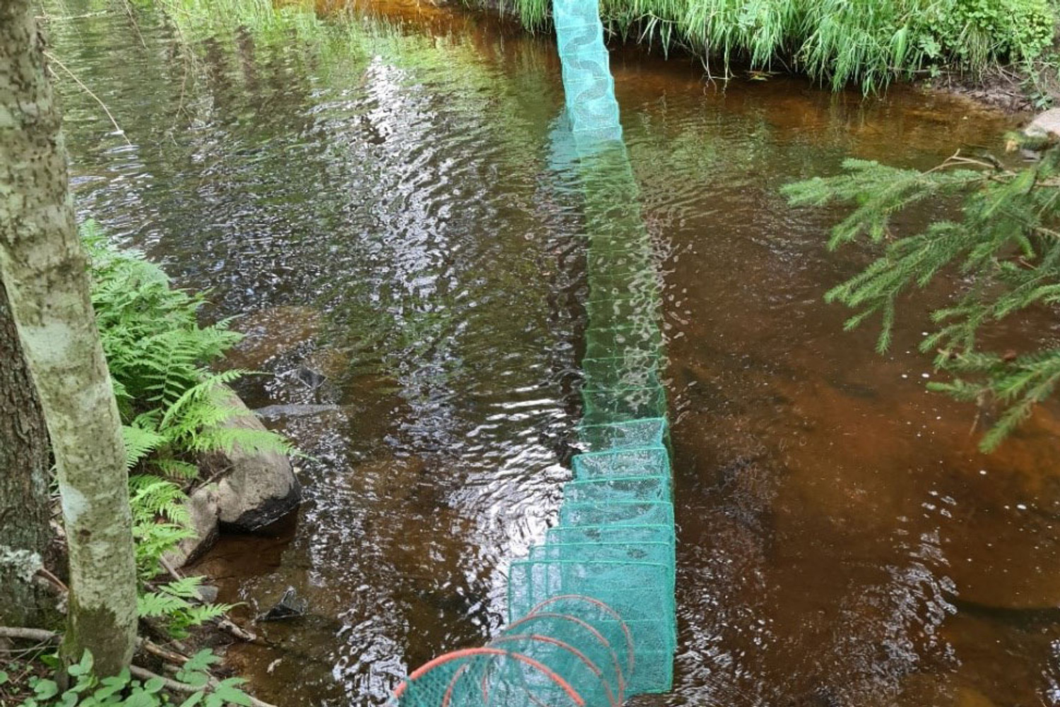 Ryssjor i rinnande brunt vatten. Runt vattnet växer gröna växter.