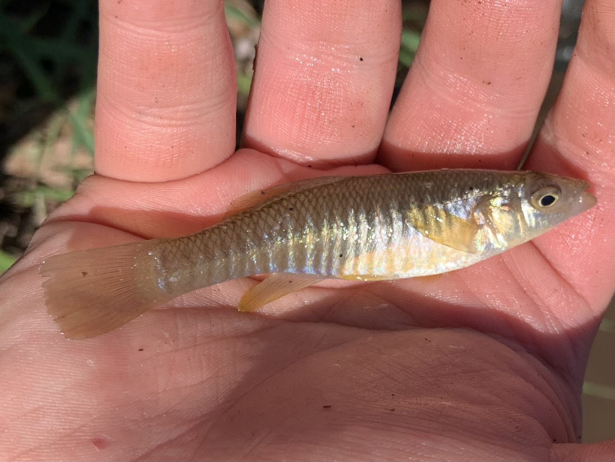 Mummichog i hand