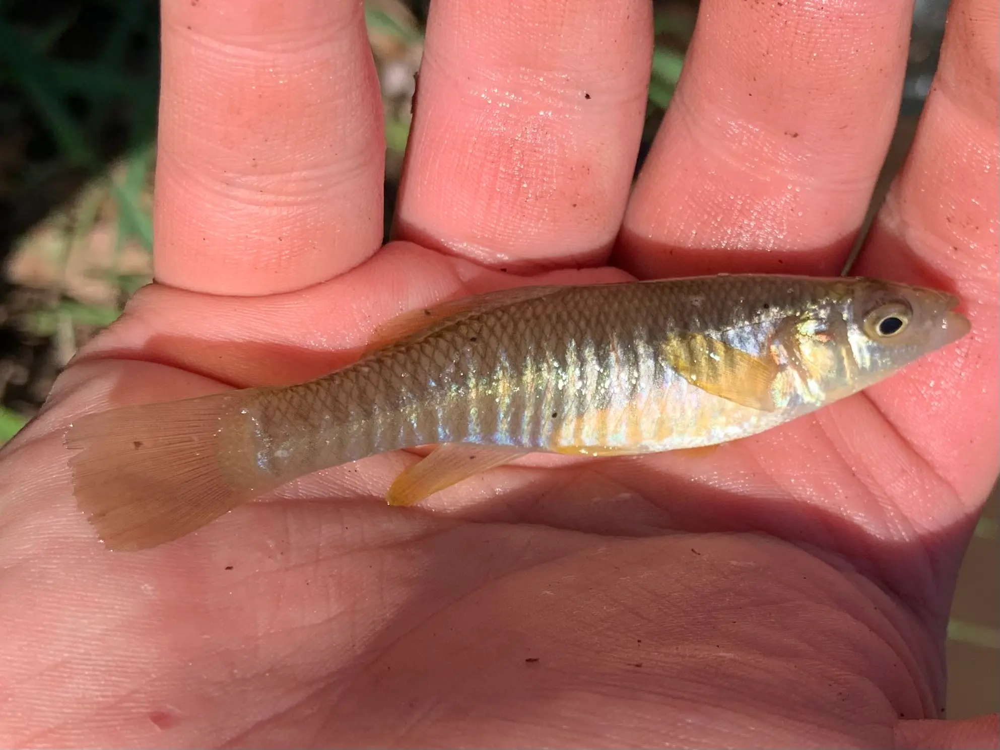 Mummichog i hand