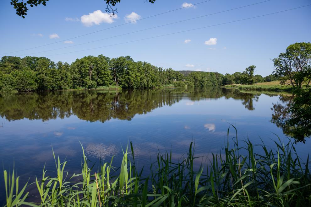 Stilla vatten som omges av grönskande skog och gräsväxt. I förgrunden syns en frodig gren med löv samt grön vass.