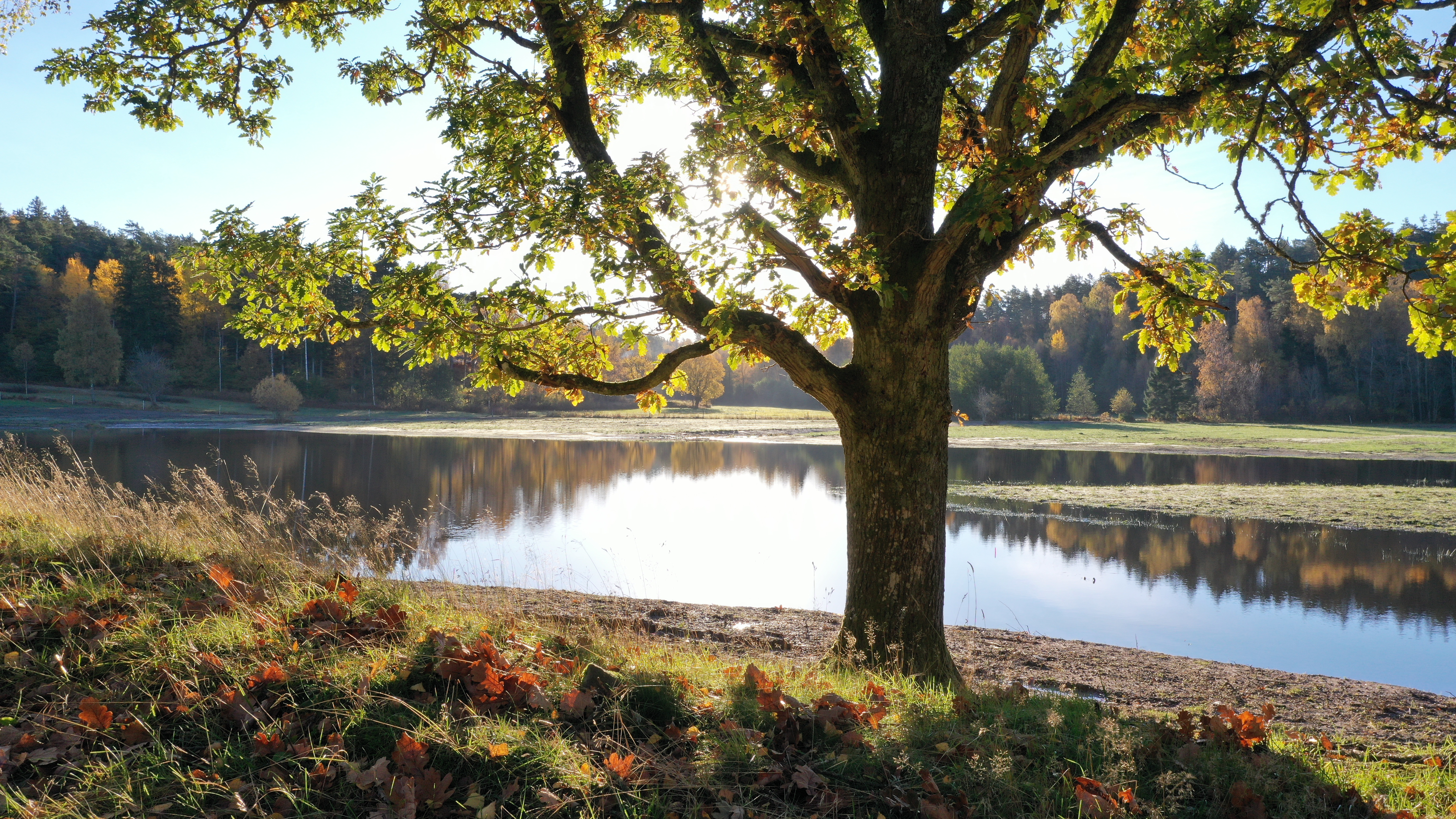 Våtmarken Glädjefrid på Orust. Foto: Andreas Höglind