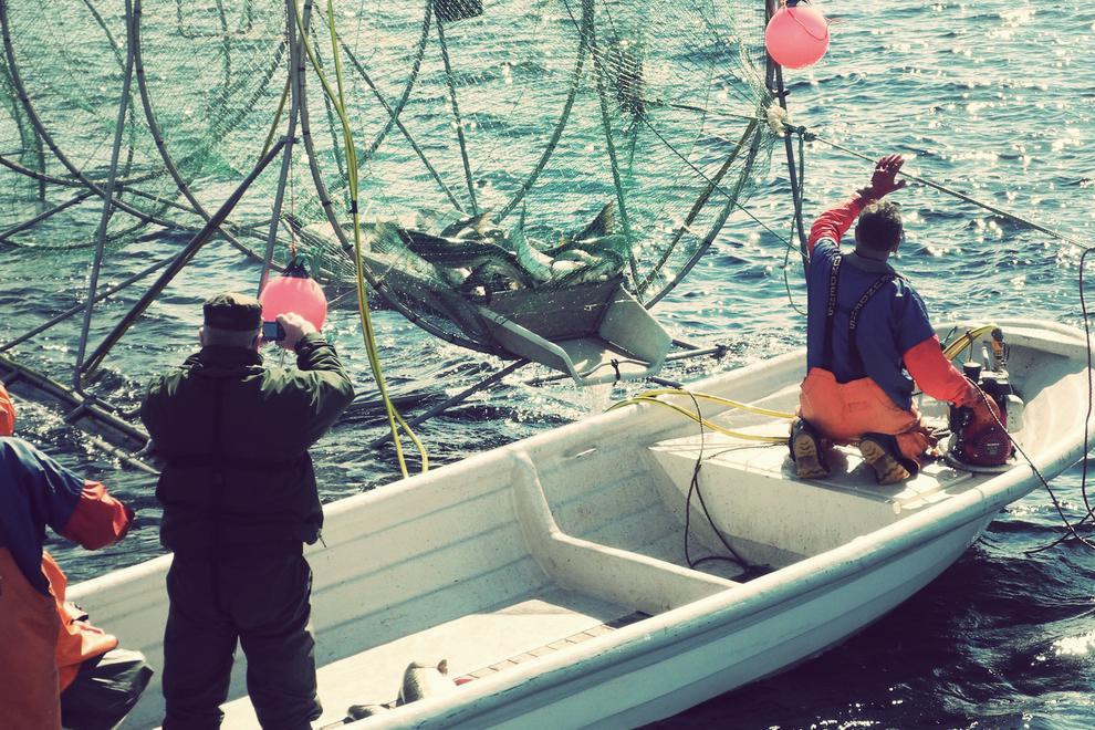Fiskare som fiskar efter vildlax.