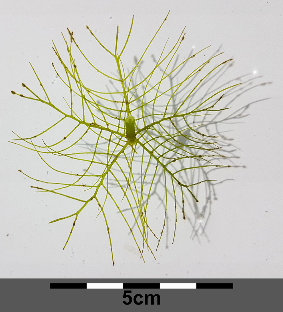 Grön spretig växt med linjal under, skalan 5 cm
