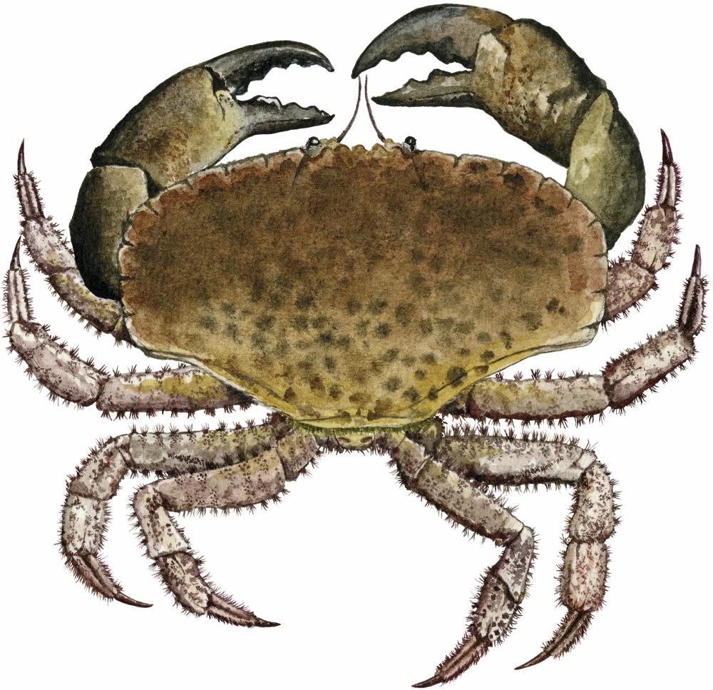 Krabba, krabbtaska. Illustration.