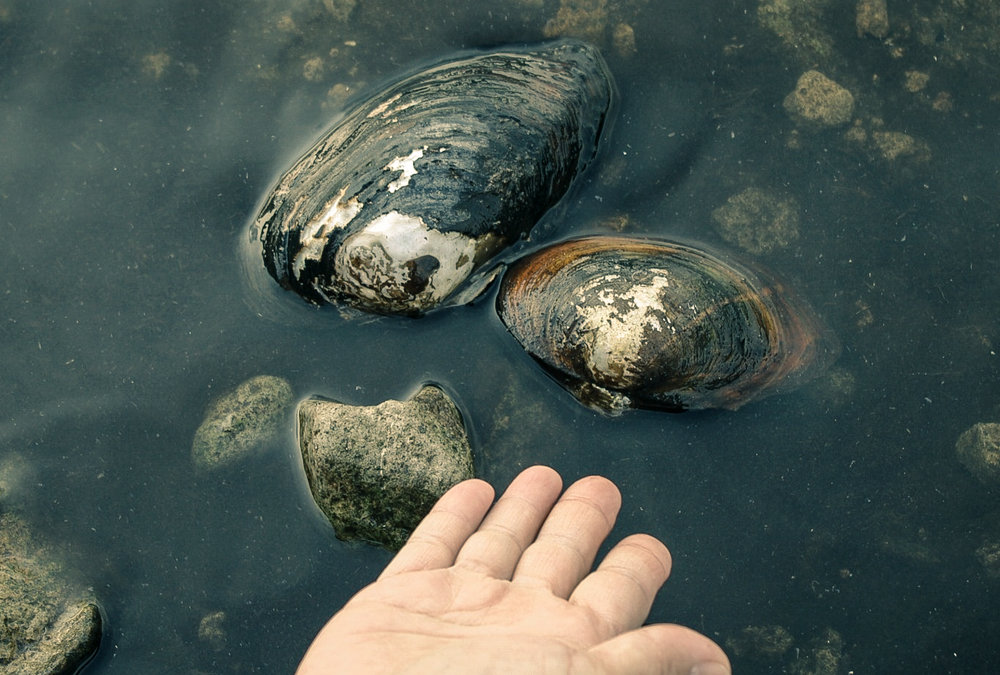 Kinesisk dammussla.