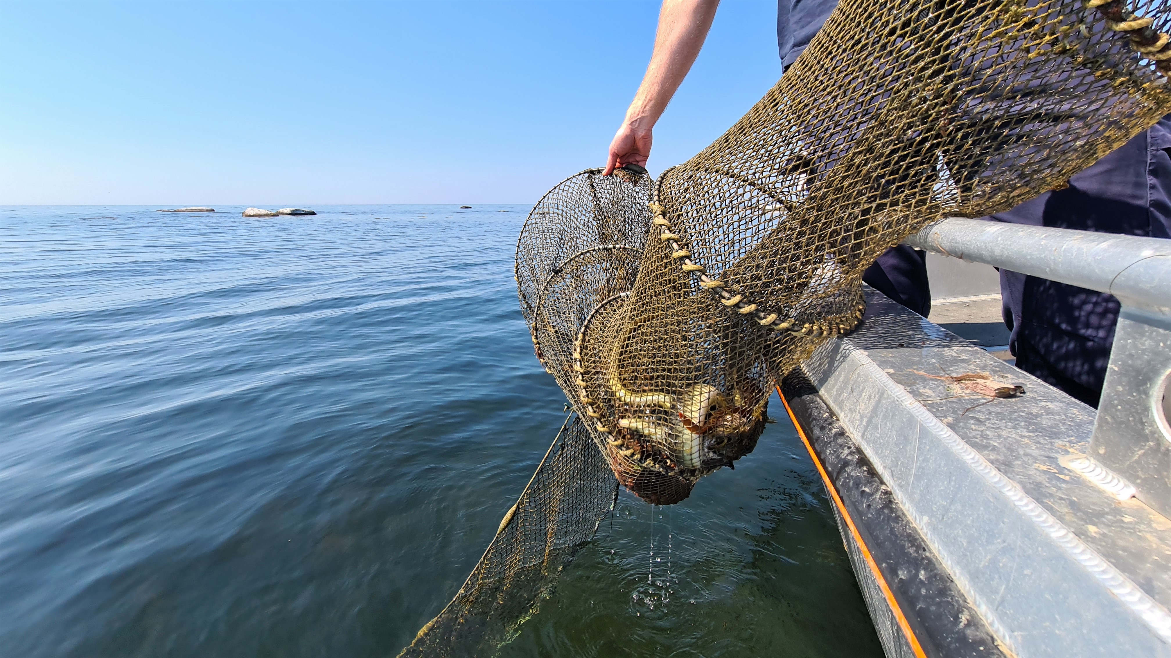 Fiskeministrarnas beslut omfattar även fortsättningsvis en begränsning i fiskeperiod för ål.