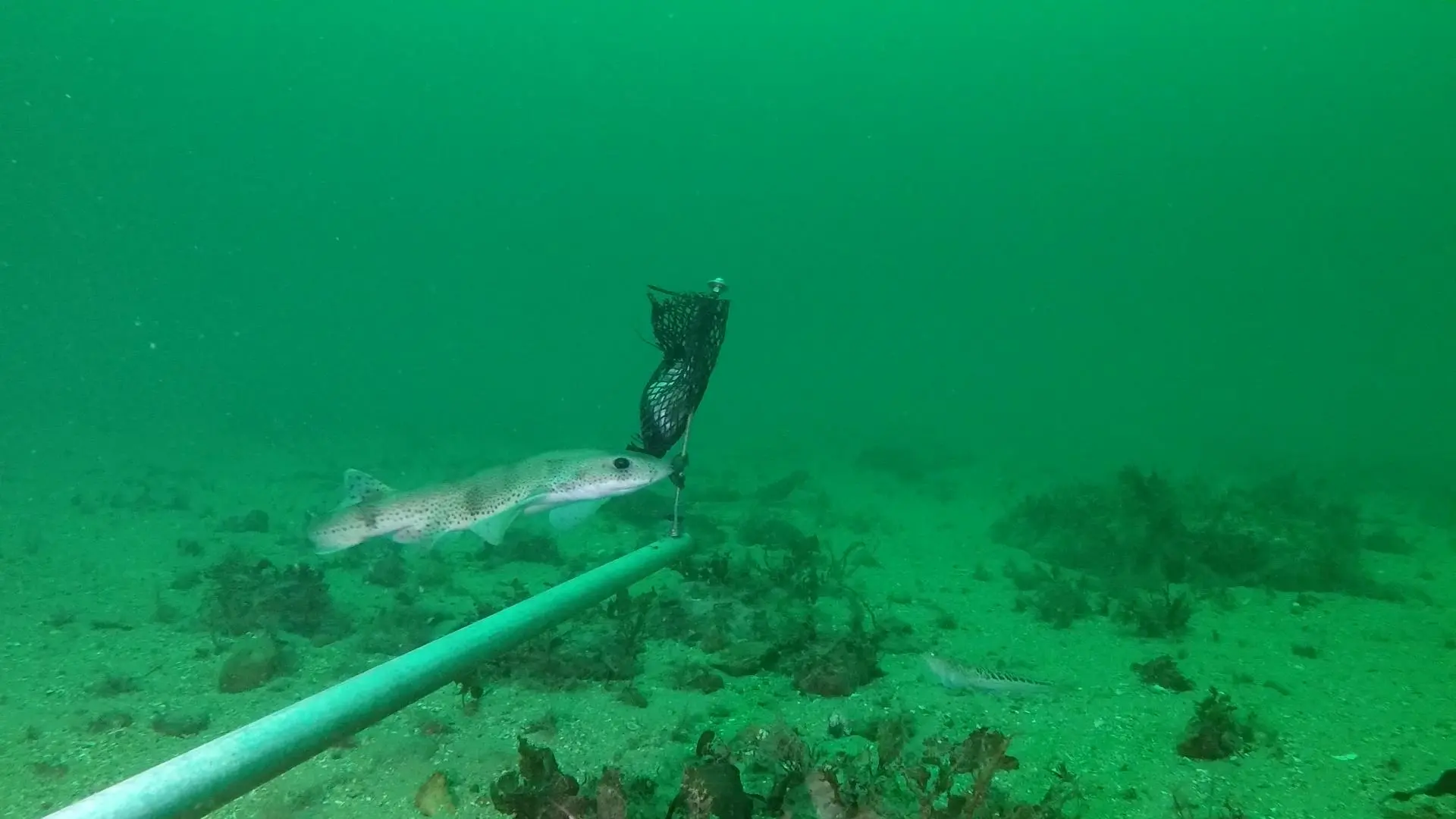 Undervattensbild. Fisk äter från mat i påse.