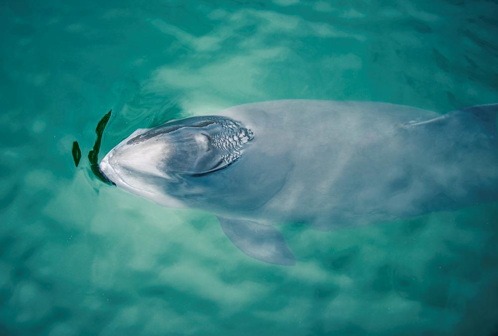 Tumlare (Phocoena phocoena) är en skygg liten val som förekommer i våra kustvatten, och som behöver skyddade områden där den kan föda sina ungar. Foto: Susanne Viker/HaV