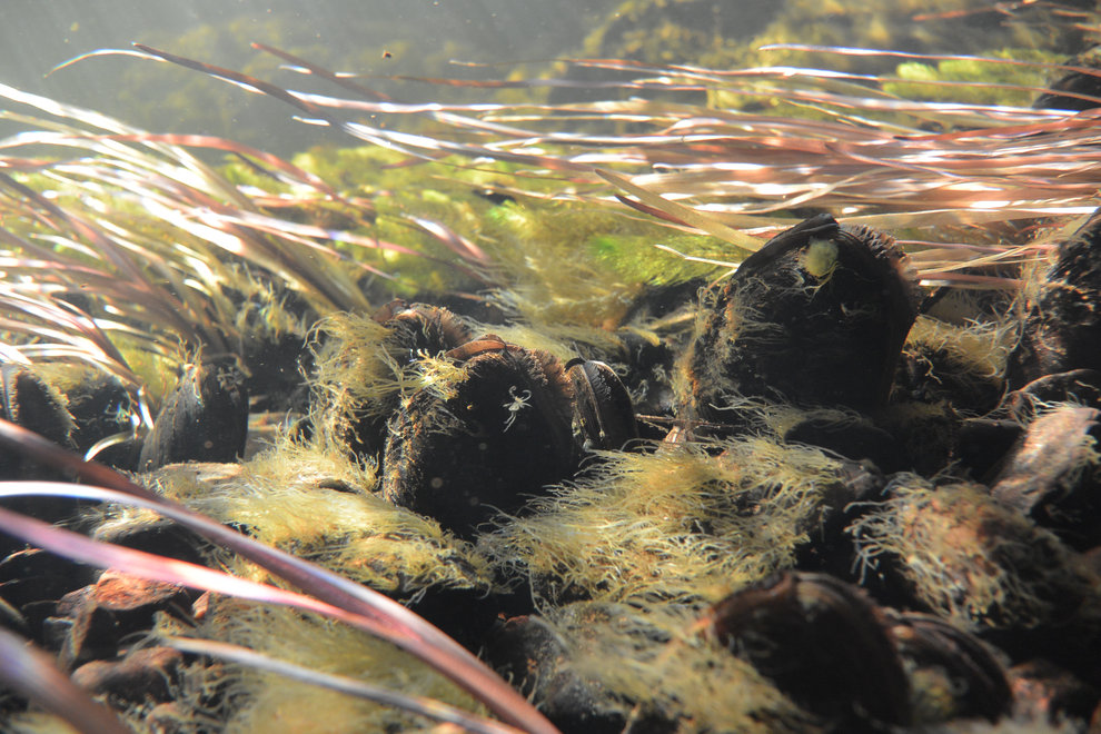 Flodpärlmussla (Margaritifera margaritifera) är en av jordens mest långlivade djur. Världens äldsta kända flodpärlmussla levde i Görjeån, sydost om Jokkmokk och blev omkring 280 år! Foto: Niklas Wengström