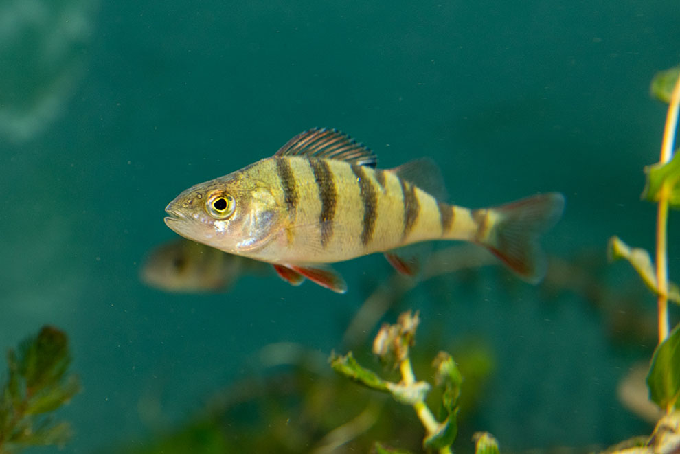 Abborre (Perca fluviatilis) i akvarium på BSSC, Skansen