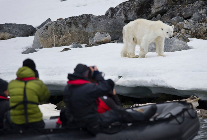 Det allt varmare klimatet med minskande havsis och snötäcke är ett stort hot mot isbjörnen. Foto: Rolf Segerstedt/Azote