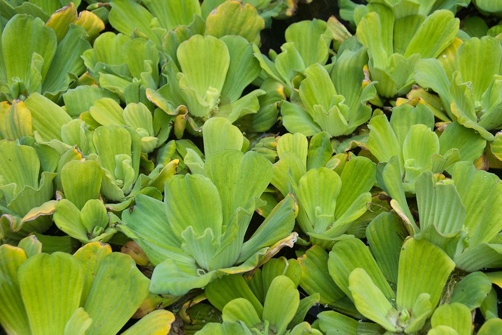 Täcke av musselblomma