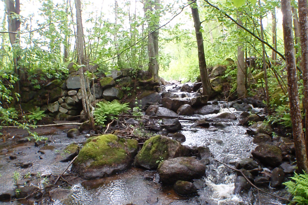 En bäck som rinner genom en grönskande skog.