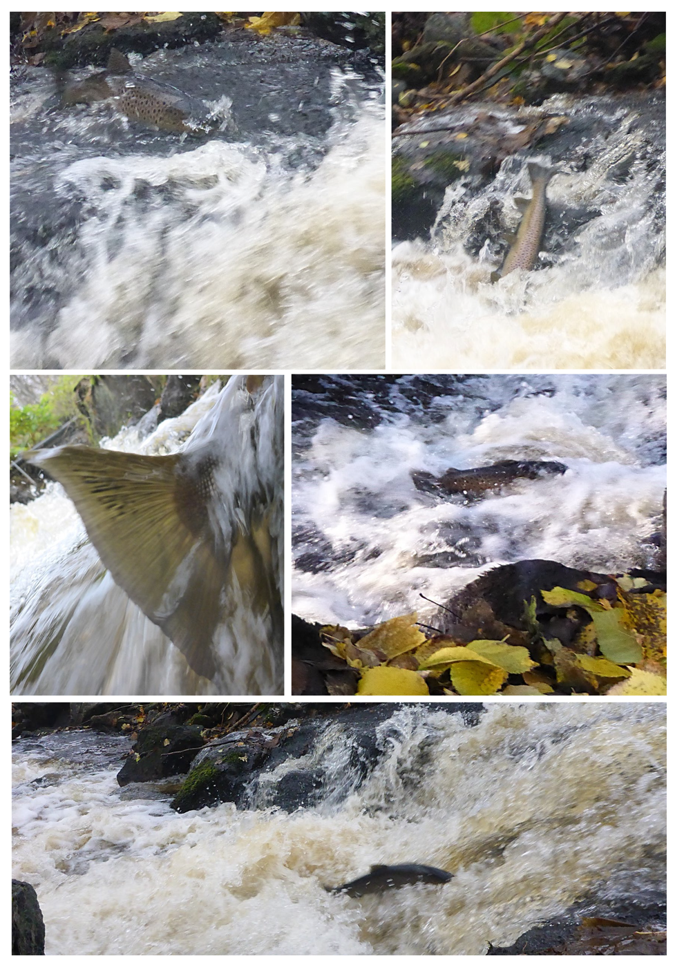 Ett collage av foton på en flod.