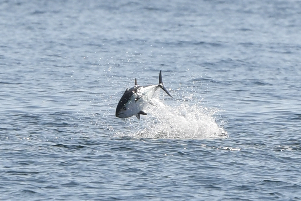 Blåfenad tonfisk hoppar i havet.