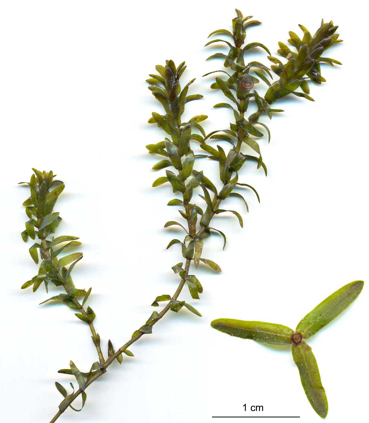 Vattenpest (Elodea canadensis).