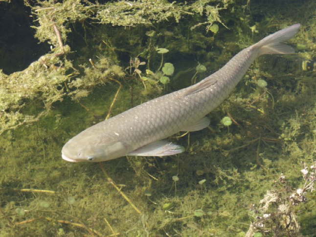 Gräskarp.