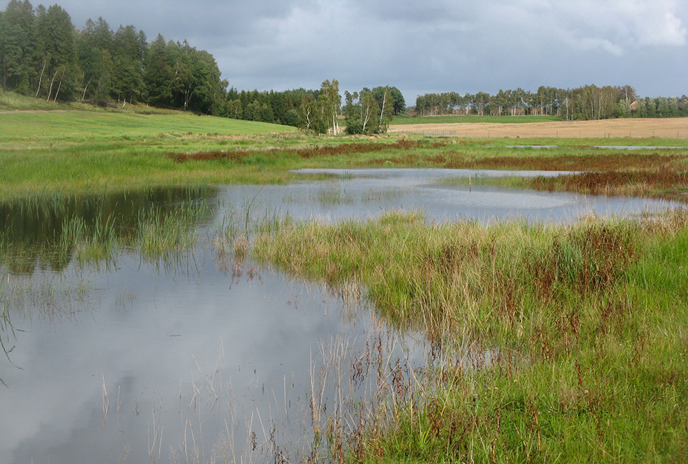 Vattenområde med skog i bakgrunden