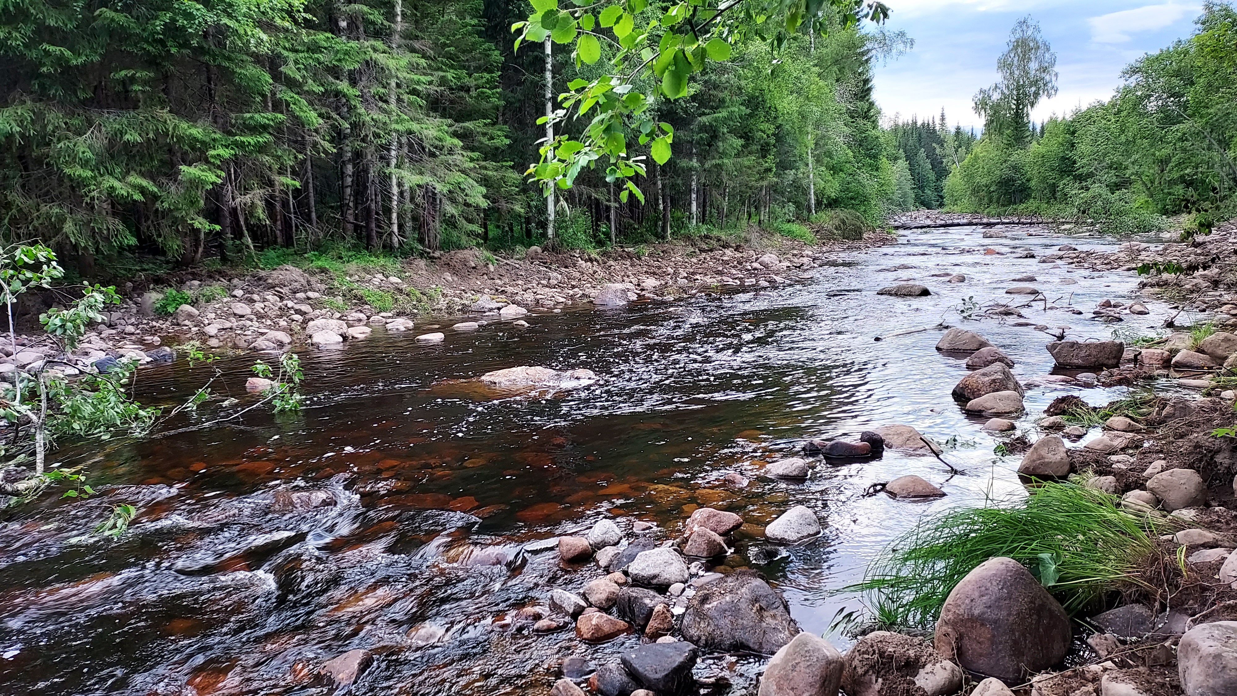 Å med stenar i rinner genom skog med gröna träd 