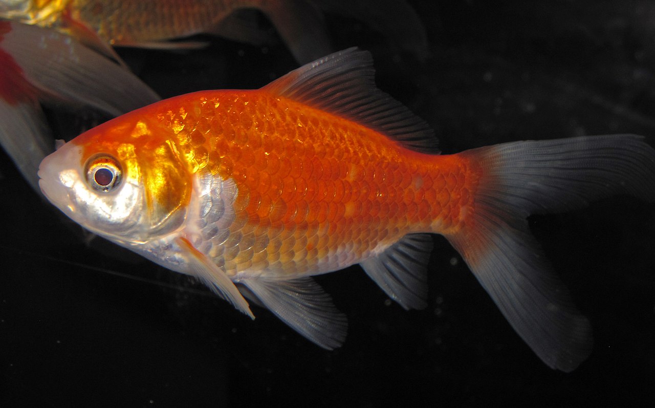 Guldfisk mot svart bakgrund