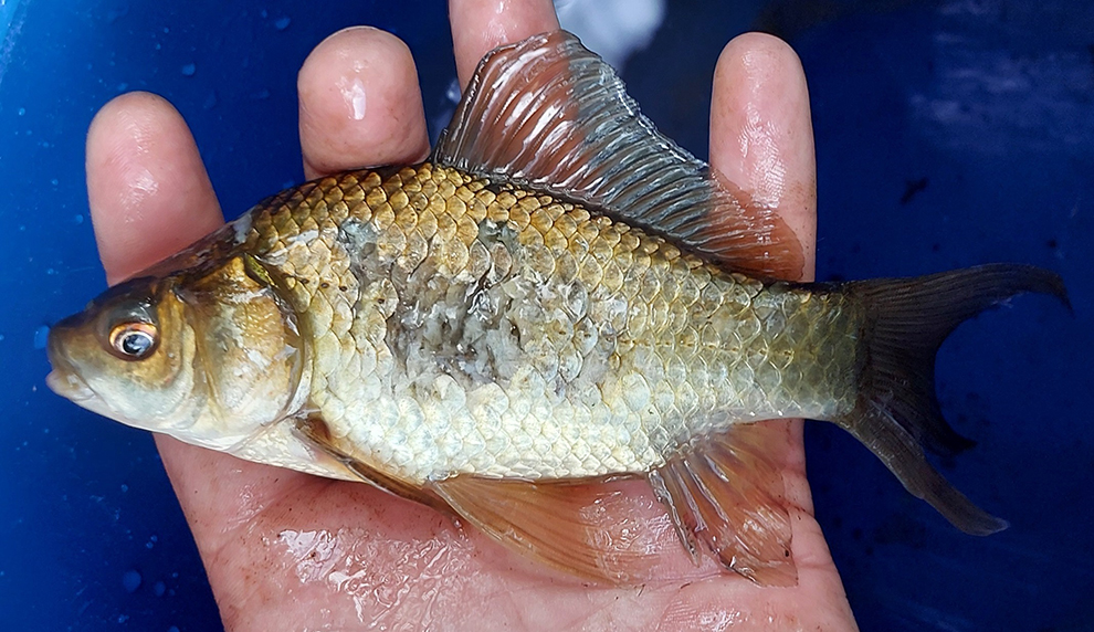 Naturligt färgad guldfisk i hand