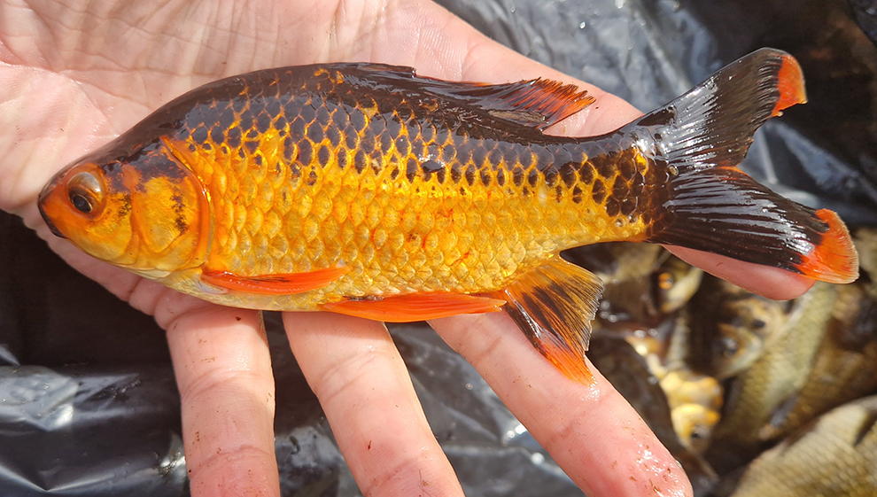 Delvis färgad guldfisk i hand