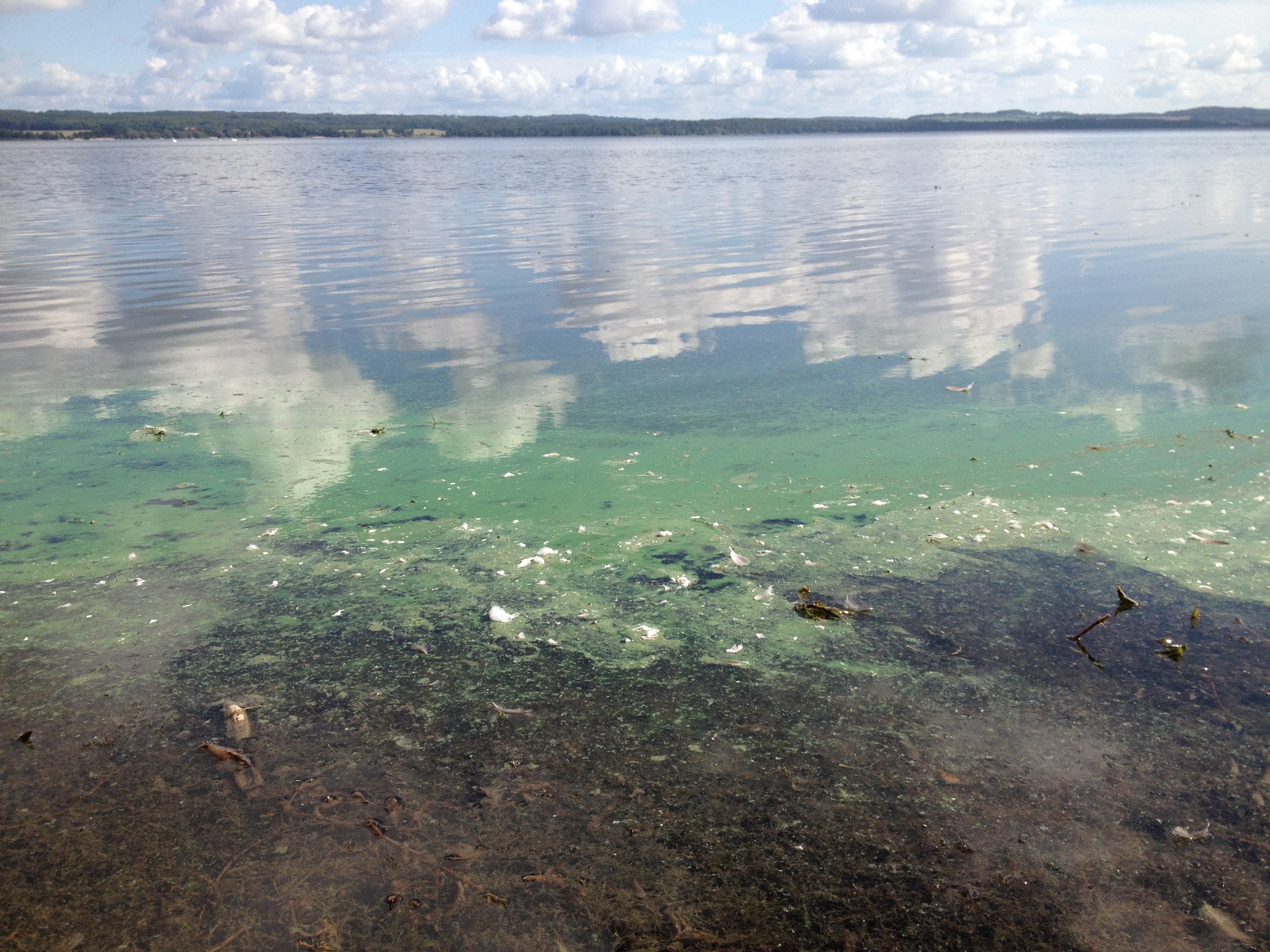 Växtplankton (även kallade mikroalger) förekommer naturligt i sjöar och hav. På somrarna kan det bli stora mängder av växtplankton, algblomning. Foto: Anna Söderman/Sydvatten