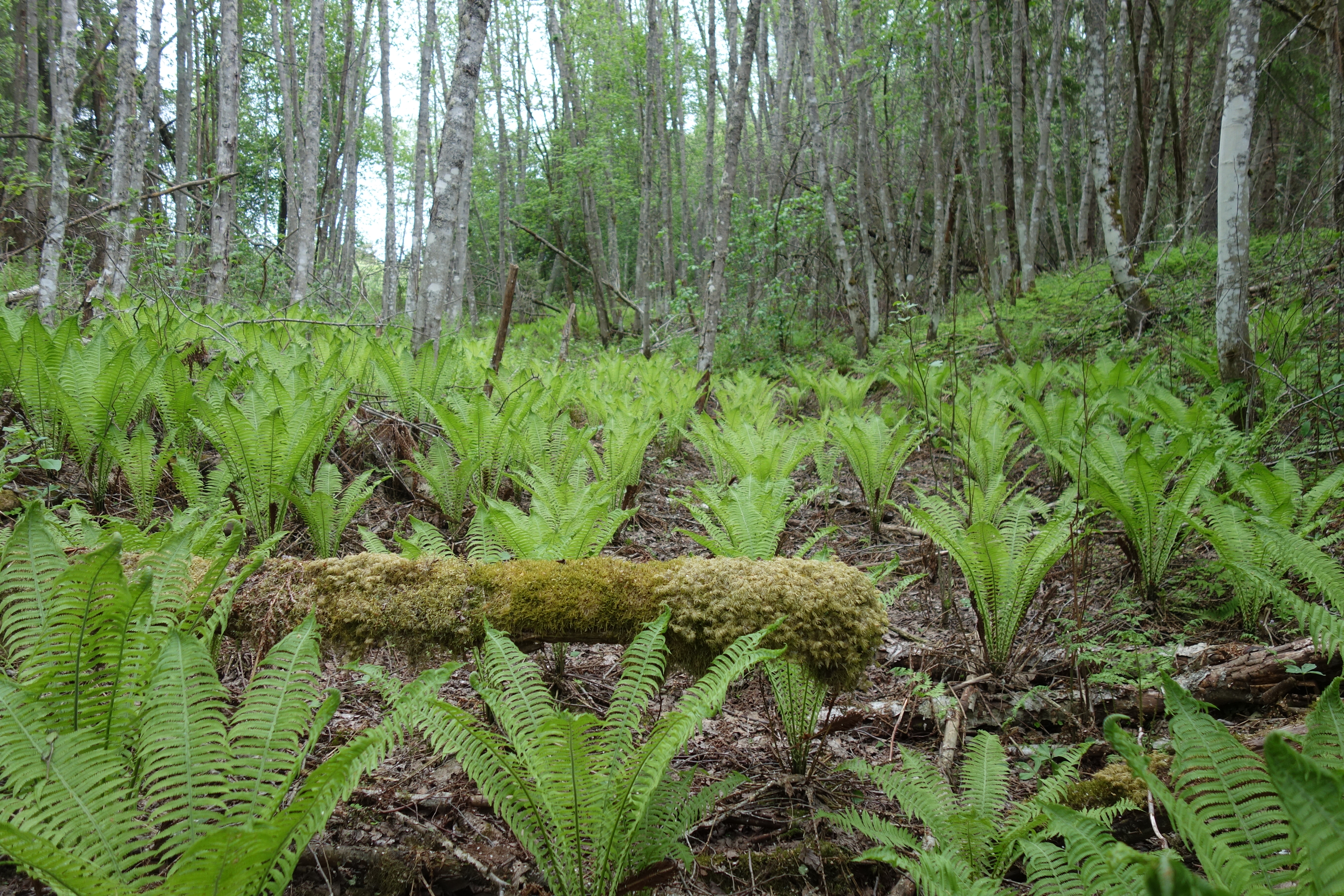 Ormbunkar i förgrunden i svämlövskog vid Klarälven, Naturreservatet Ginbergsängen