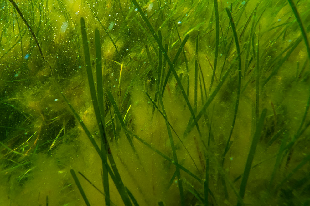 Närbild på ålgräsäng med alger.