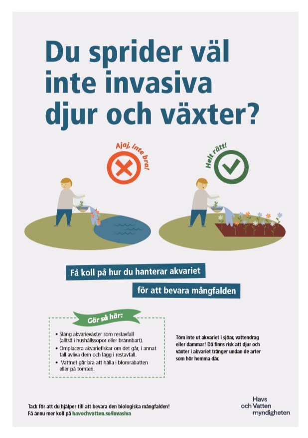 Få koll på hur du hanterar akvariet.  om att förhindra spridning om invasiva arter