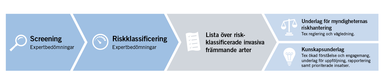 De tre stegen i arbetet med att ta fram en nationell lista över riskklassificerade invasiva främmande arter. 