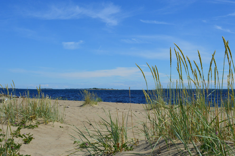 Sandstrand med gräsliknande växtlighet, havet i fjärran