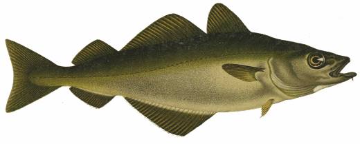 Gråsej. Illustration.