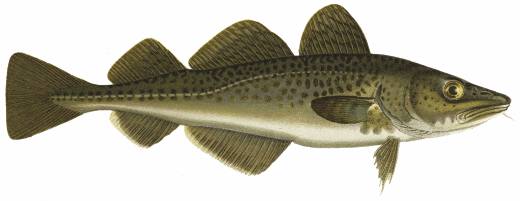 Torsk. Illustration.