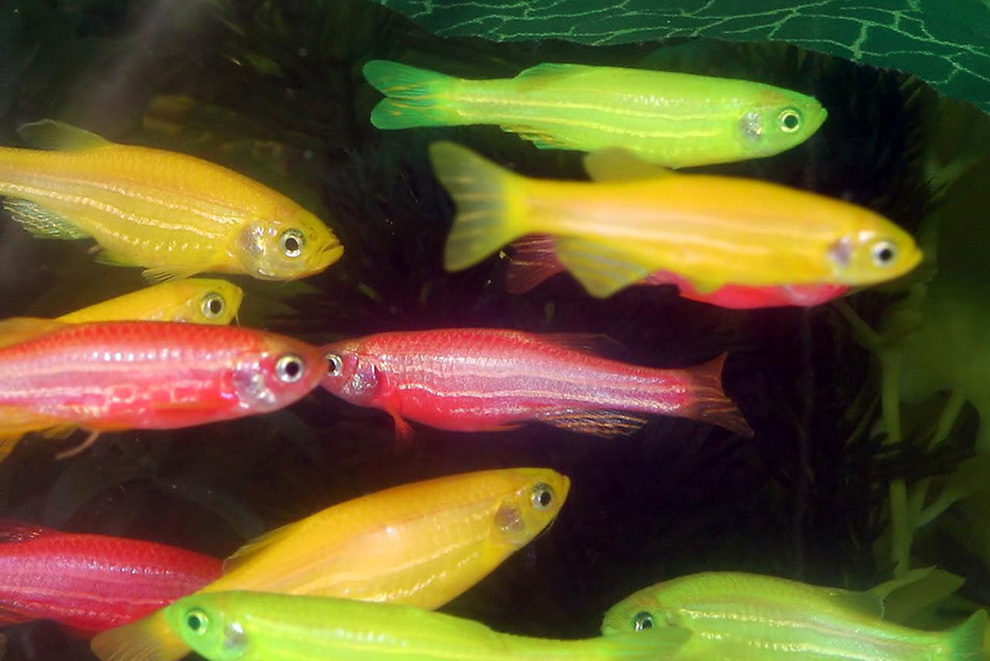 Självlysande genmodifierade akvariefiskar i rosa och gult, så kallade glofish.