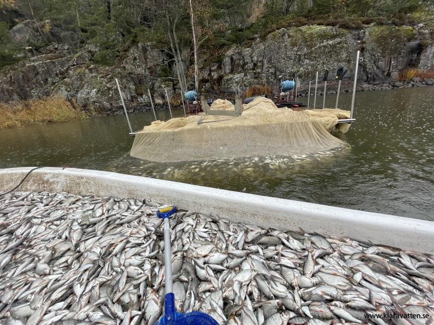 Reduktionsfiske i Strolången.