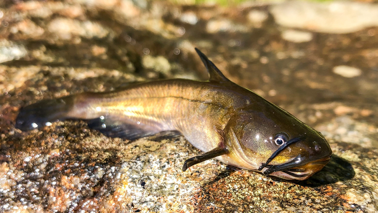 Fisk på sten.