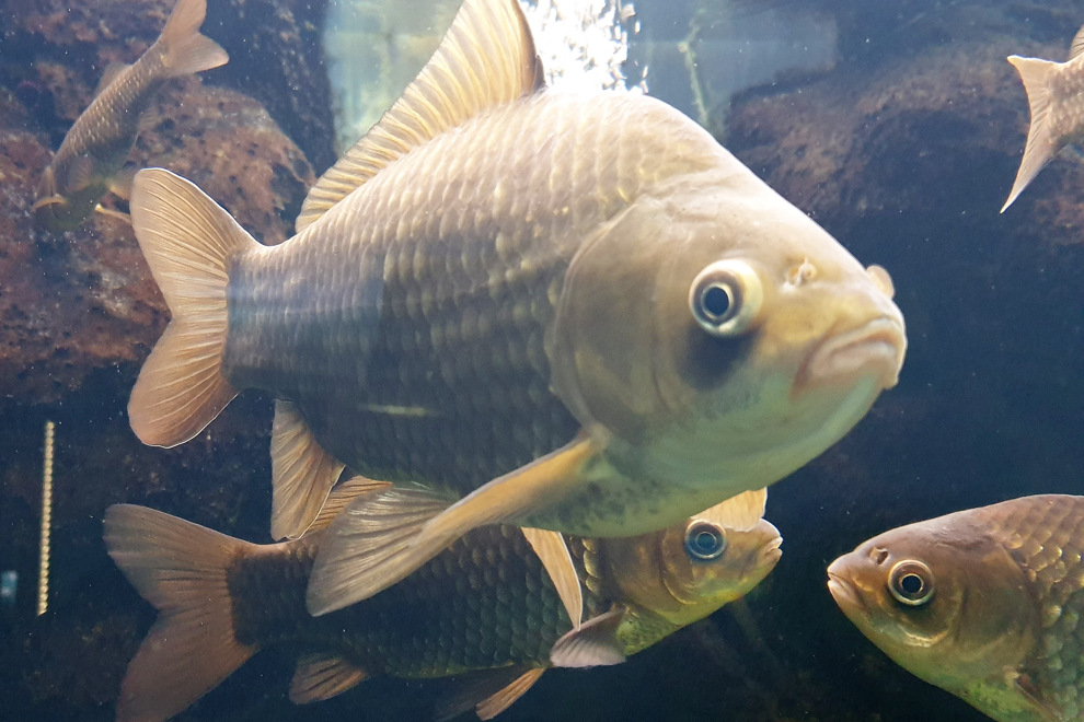Fisk i akvarium.