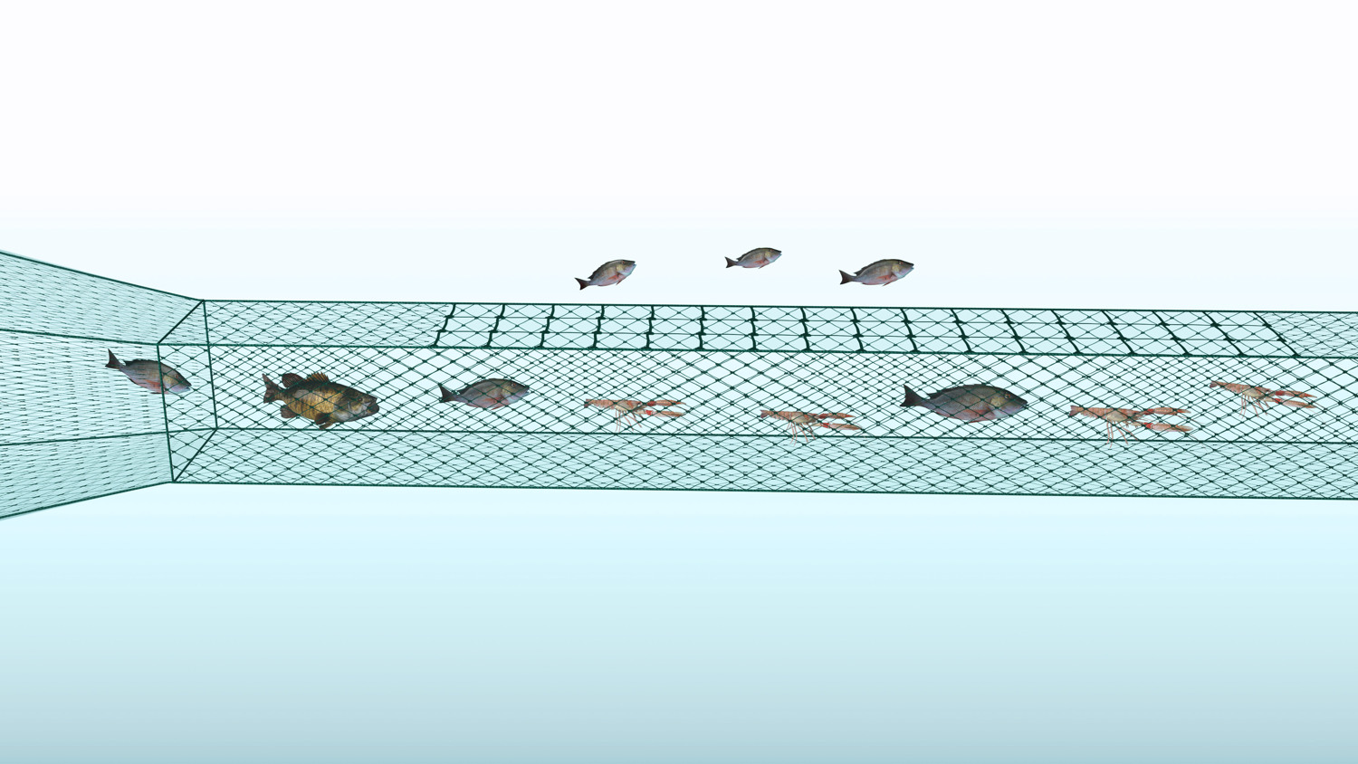 Fisk- och kräfttrål 332 - närbild.